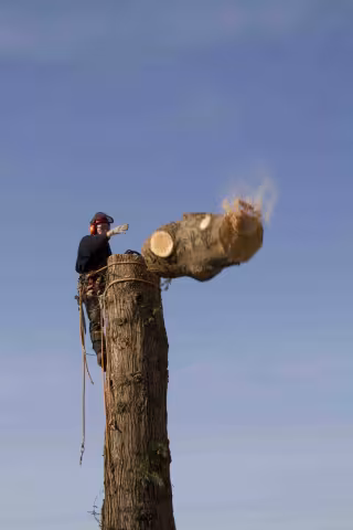 stor thuja knækkes ned